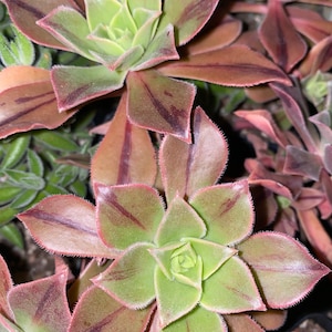 Leucoblepharum “Striped Aeonium” 2 Inch Cutting