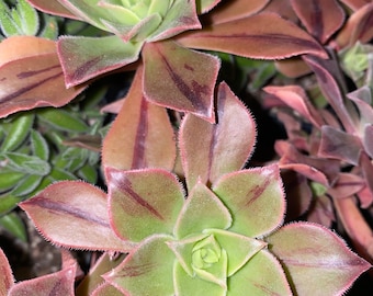 Leucoblepharum “Striped Aeonium” 2 Inch Cutting