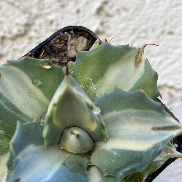 Agave Isthmensis Hoji Raijin 3 Inch