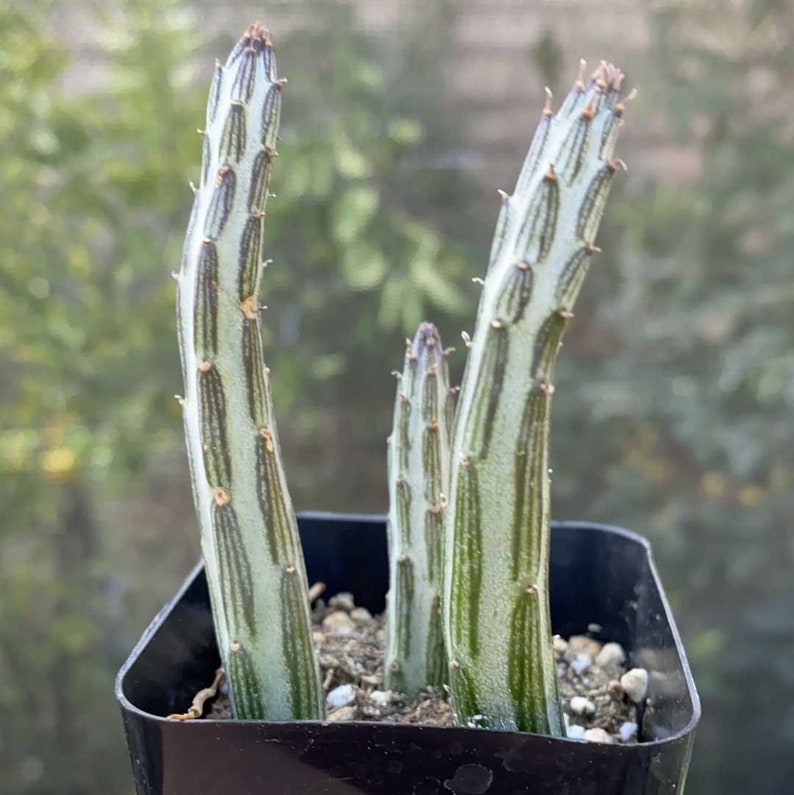 Kleinia Stapeliiformis Candle Stick Pickle Plant 3 Pieces image 1