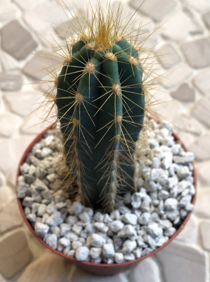 Pilosocereus Azureus blue Candle cactus Etsy