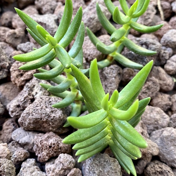 Crassula Tetragona “Miniature Pine Trees” 3 Piece Cuttings