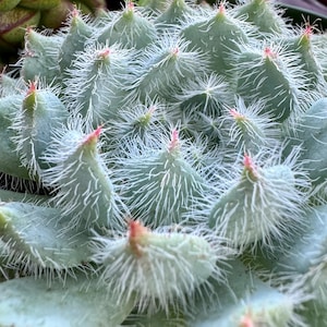 Echeveria Setosa “Mexican Firecracker”