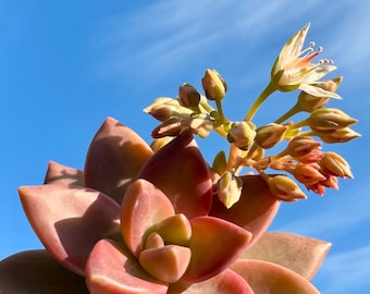 Graptosedum “California Sunset” 2 Inch