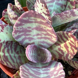 Kalanchoe Humilis “Desert Surprise”