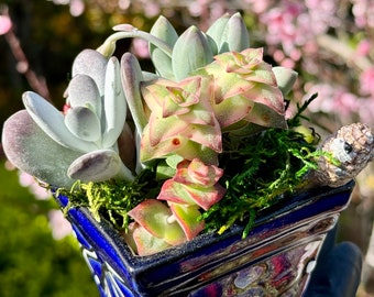 Succulent Arrangement 7