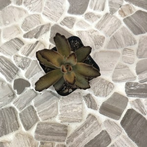 Kalanchoe Tomentosa “Chocolate Soldier”