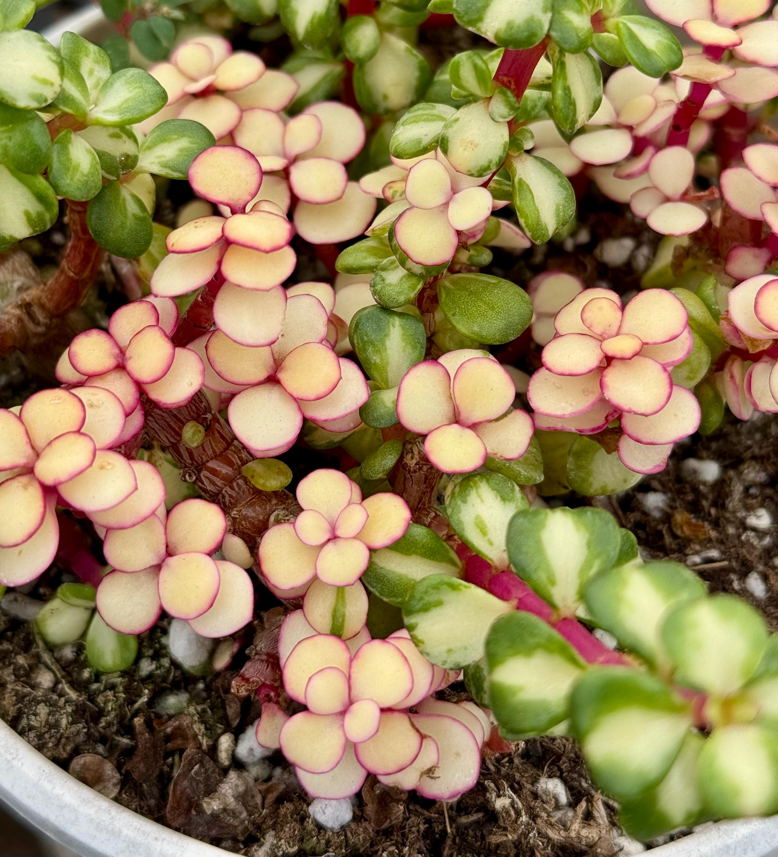 Portulacaria Afra Variegata Rainbow 6 Inch Cluster - Etsy
