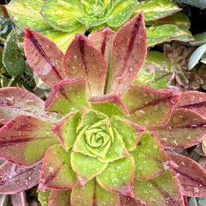 Rare Aeonium Leucoblepharum “Striped Aeonium” 2 Inch Cutting