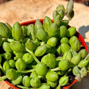Succulents (Watermelons)