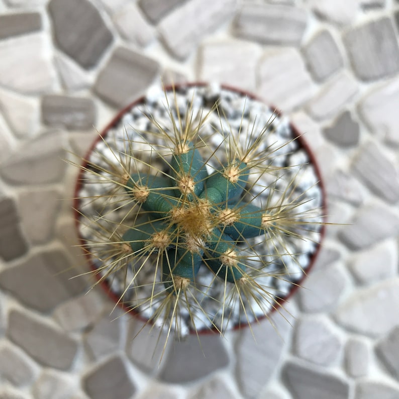 Pilosocereus Azureus blue Candle cactus Etsy