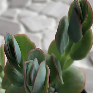 Kalanchoe Panamensis 5 Piece Cuttings
