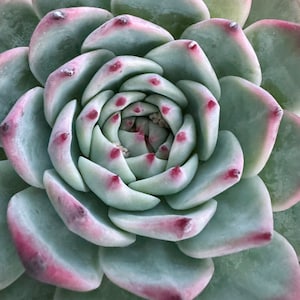 Echeveria “Chihuahuaensis”