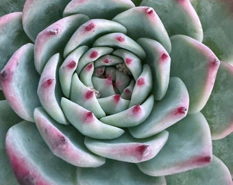 Echeveria “Chihuahuaensis”