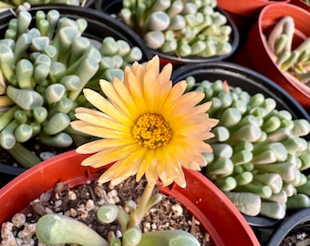 Fenestraria Rhopalophylla “Baby Toes”