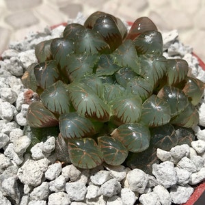 May include: A close-up of a Haworthia succulent plant in a small red pot, surrounded by white pebbles. The plant has translucent, green leaves with brown vein-like markings, creating a unique texture and appearance. The succulent is a vibrant addition to any indoor garden.
