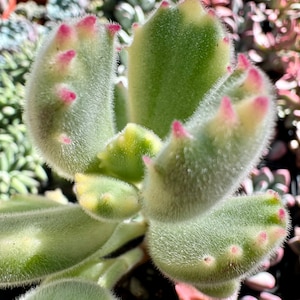 Cotyledon “Bear’s Paw” Variegated 2 Inch Cluster
