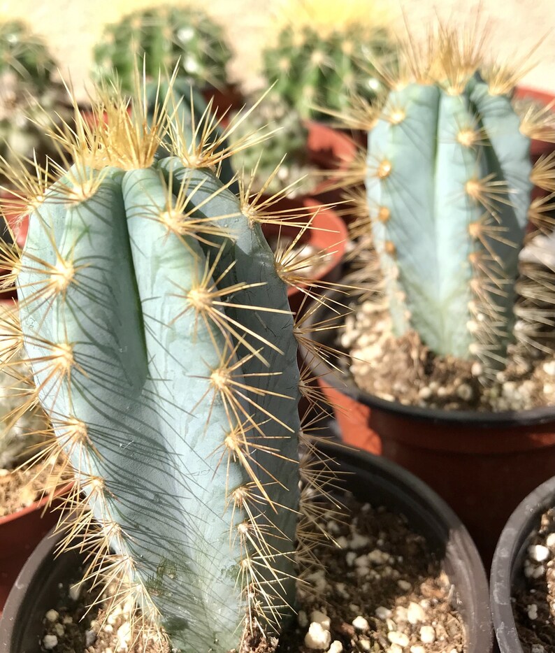 Pilosocereus Azureus Blue Candle Cactus Etsy