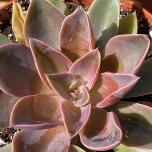 Echeveria “Jules” 6 Inch Cutting