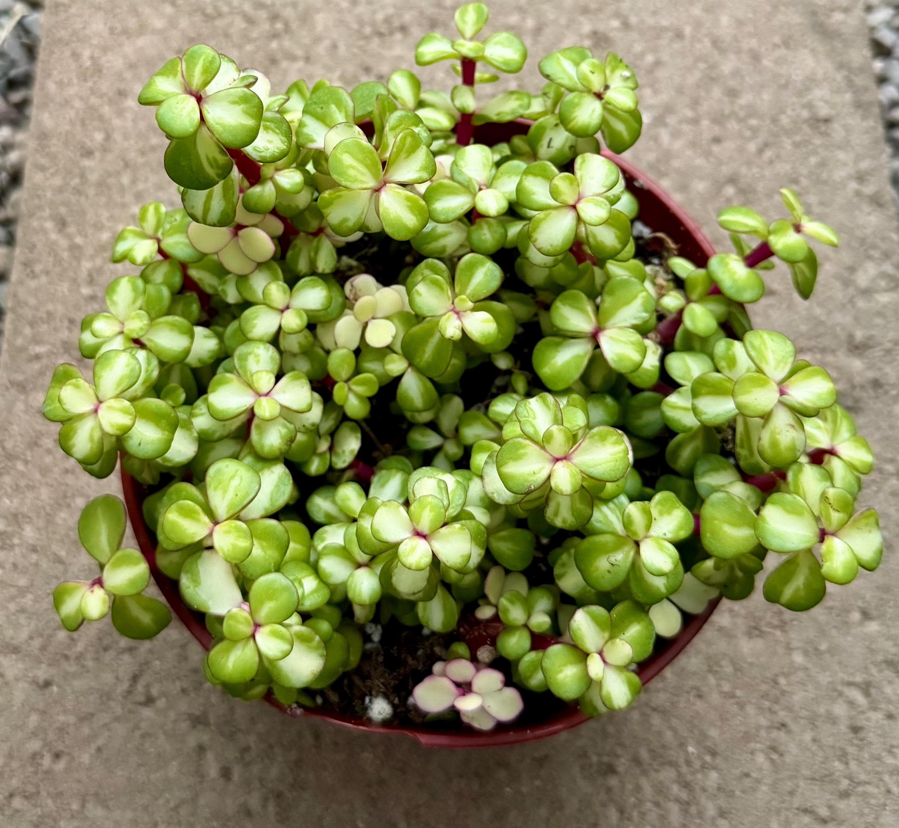 Portulacaria Afra Variegata Rainbow 6 Inch Cluster - Etsy