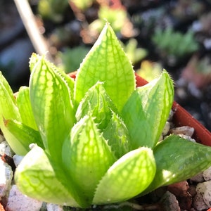 Haworthia “Cathedral Window”