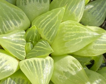 Haworthia "Retusa Geraldii"