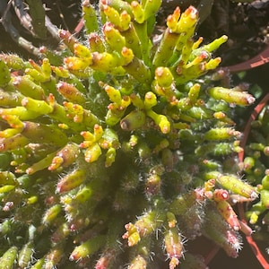 May include: A close-up of a green cactus with small, spiky stems and red tips. The cactus is in a pot and has a fuzzy texture.