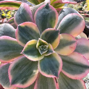 Sunburst Aeonium 4 Inch