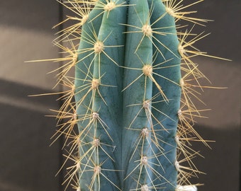Pilosocereus Azureus “Blue Candle” (Cactus)