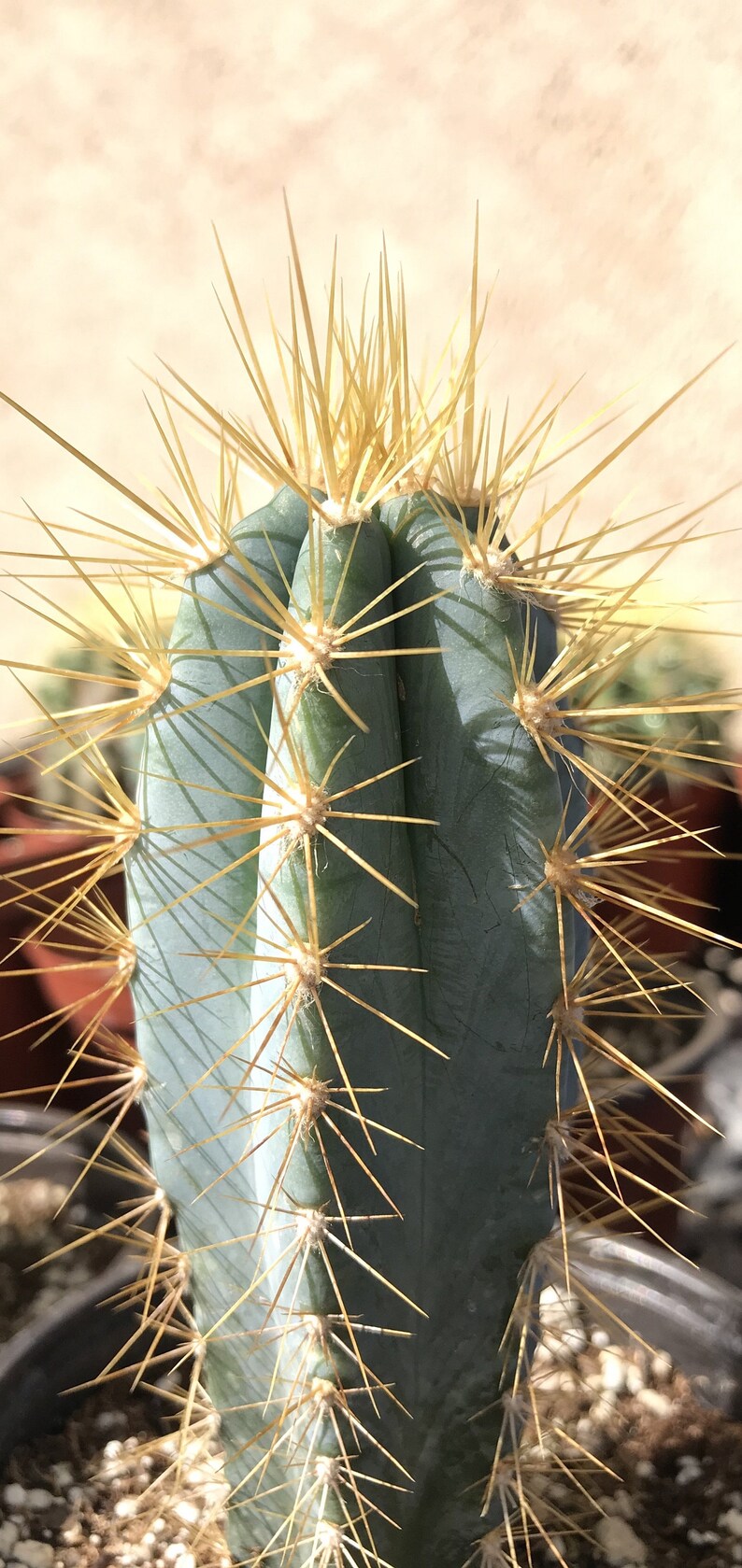 Pilosocereus Azureus blue Candle cactus Etsy