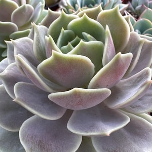 Echeveria “Lola”
