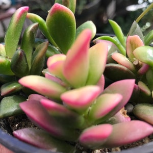 Anacampseros Telephiastrum Variegata “Sunrise”