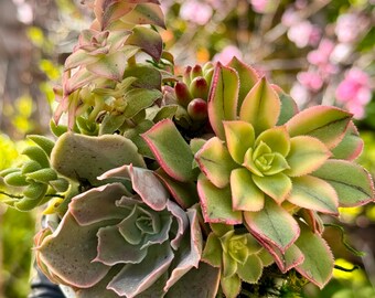 Succulent Arrangement 2