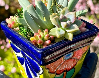 Succulent Arrangement 5