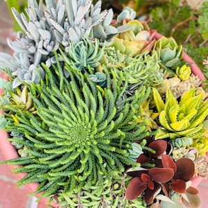 Euphorbia Flanaganii “Medusa&#39;s Head” 7 Inch