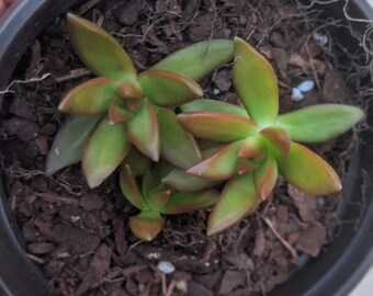 Firestorm Sedum Etsy