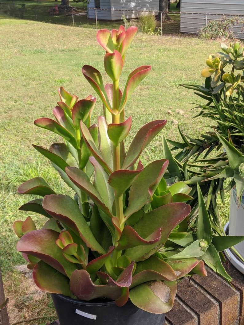 Succulent Widows Thrill Kalanchoe Thyrsiflora Etsy