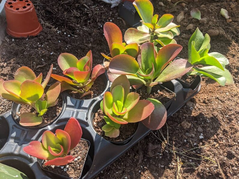 Succulent Widows Thrill Kalanchoe Thyrsiflora Etsy