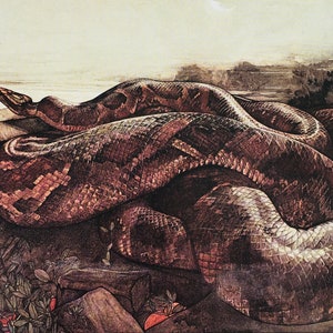 May include: A large, brown snake with a patterned skin is coiled on a rocky surface. The snake's head is raised, and its eyes are closed. The background is a hazy, light brown color.
