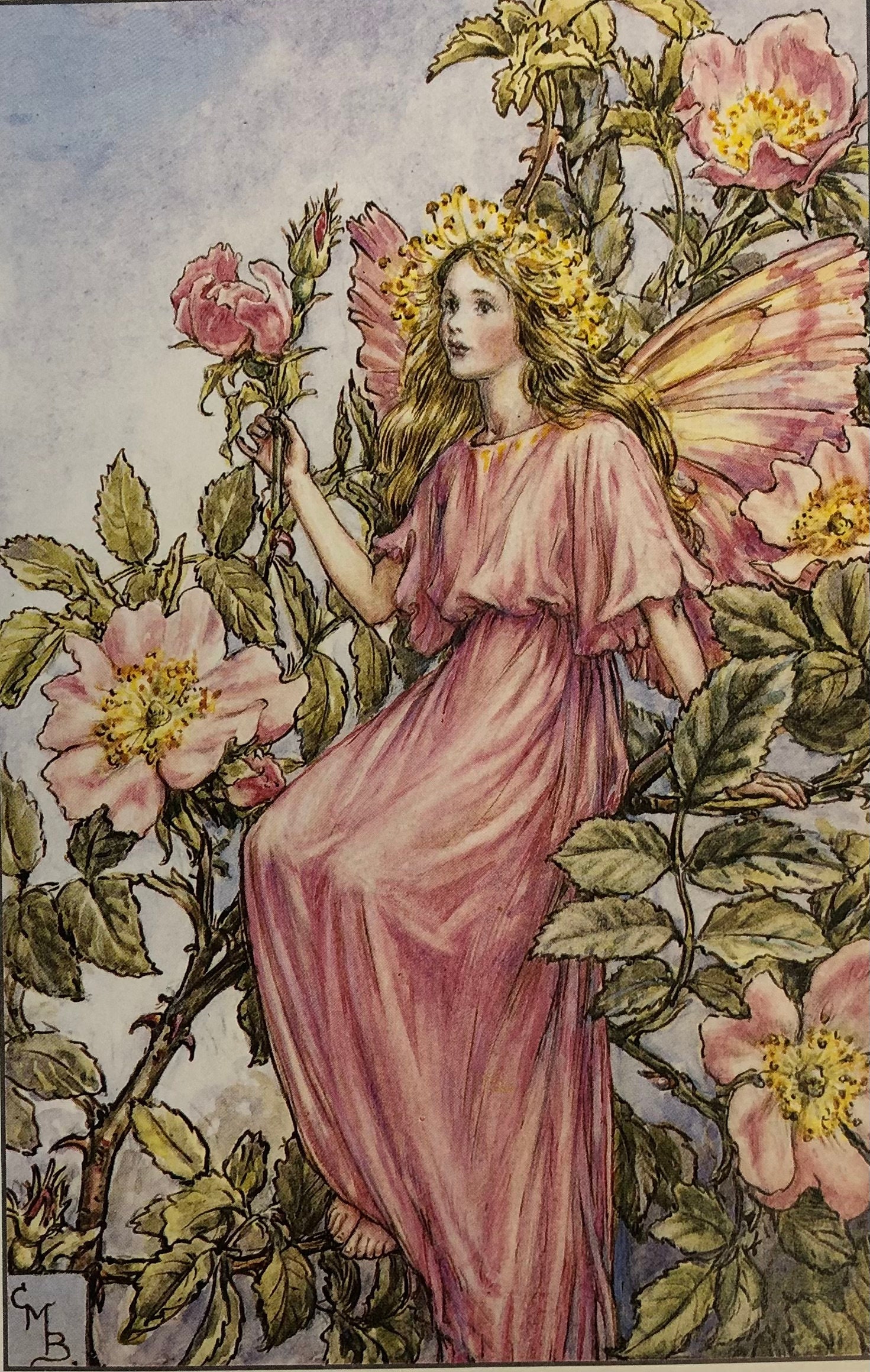 Original Vintage Print 1995 by Cicely Mary Barker. the Wild Rose