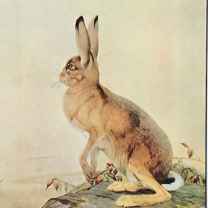 May include: A brown and white rabbit with long ears sits on a rock with brown and green foliage. The rabbit is looking to the right of the image.