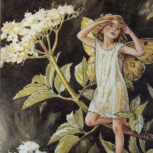 May include: A watercolour painting of a fairy with butterfly wings standing on a branch of a flowering elderflower bush. The fairy is wearing a white dress and has her hands raised to her face, looking up. The background is a dark green.