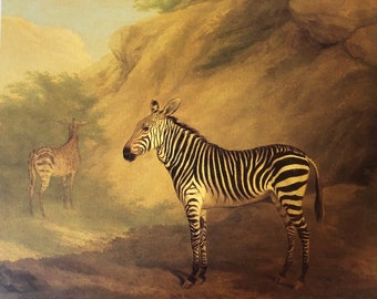 Original Vintage Print 1988 by Jacques-Laurent Agasse (1767-1849) Swiss Artist. Zebra (1803) Wall Art. Home Decor