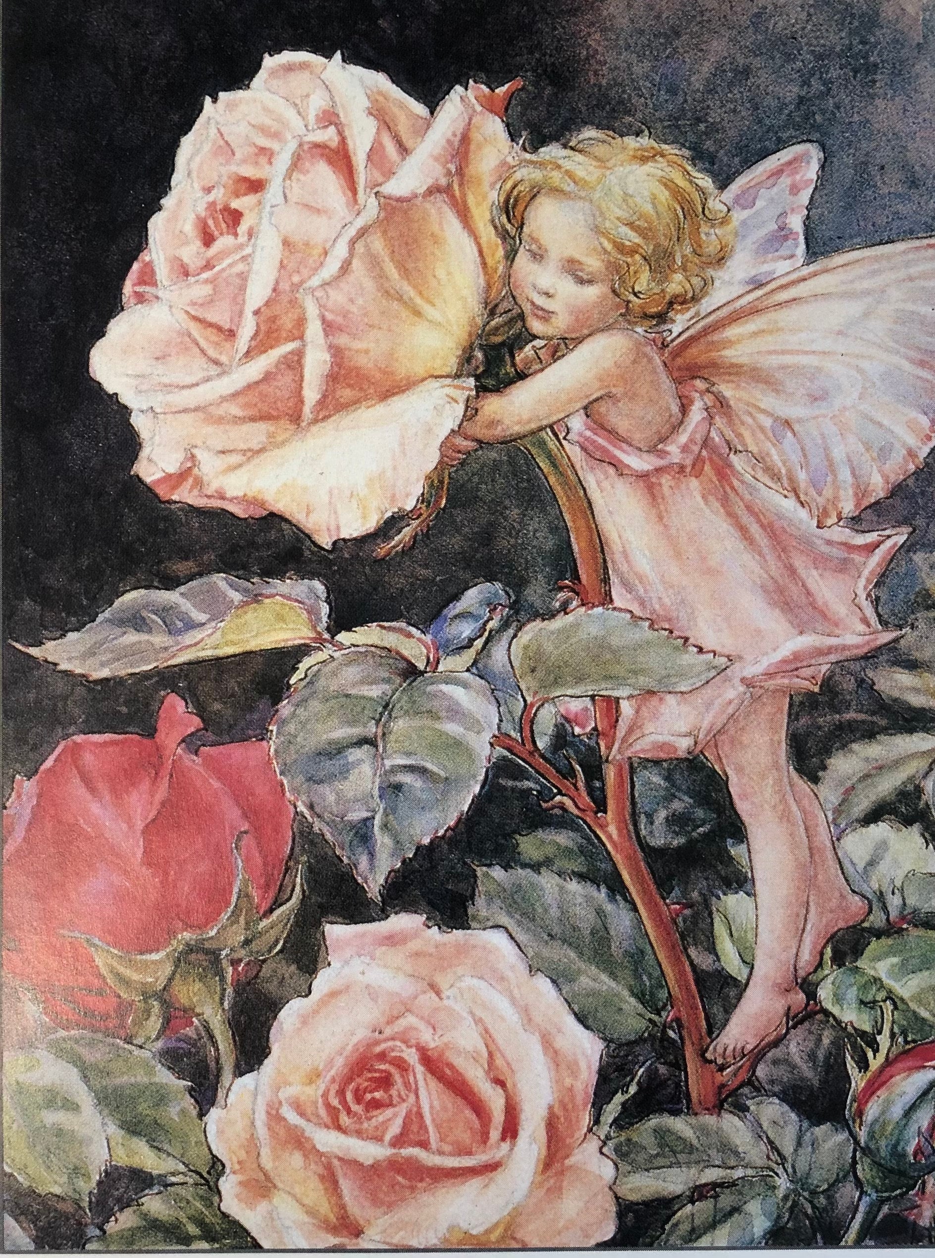 Original Vintage Print 1995 by Cicely Mary Barker. the Rose Fairy