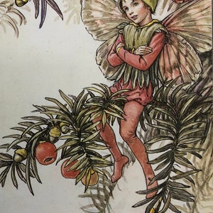 Peut inclure: Une fée aux ailes et une tenue verte et rouge est assise sur une branche d'un if avec des baies rouges.