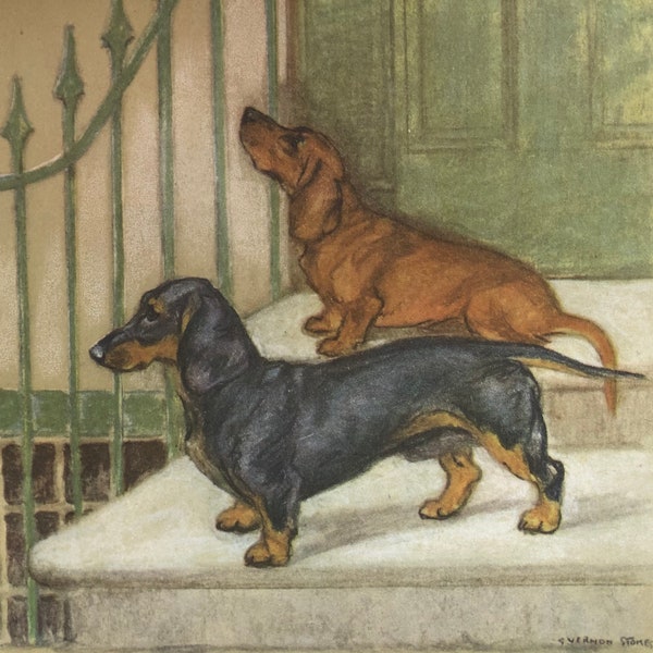 Original Vintage Print 1947 By G. Vernon Stokes. Dachshunds (Teckel)  British Artist, Illustrator Of Dogs, Dog Wall Art Home Decor.