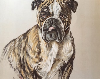 オリジナル ビンテージ プリント 1938。K.F. バーカー。ブルドッグ。イギリス人アーティスト、犬の肖像画、犬の壁アート、室内装飾。