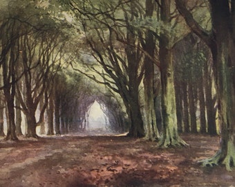 Original Vintage Small Print by E W Haslehust Circa 1913. Dukeries, Nottinghamshire The Beech Avenue. Thoresby. Topographic Wall Art, Decor