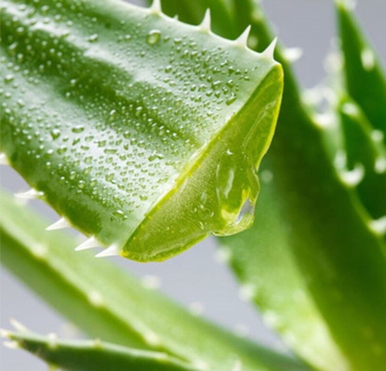 Aloe leaf