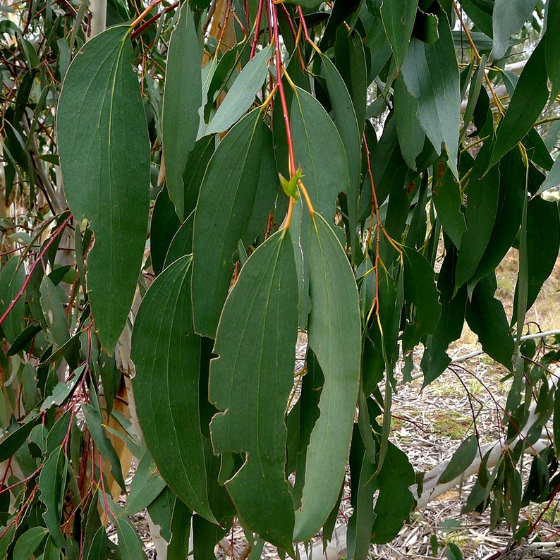 Эвкалипт польза листьев. Eucalyptus pauciflora. эвкалиптовый веник. эвкалипт листья высокое разрешение.